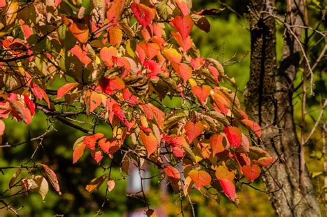 Korean Sun Pear Tree with Leaves Changing Colors Stock Photo - Image of deciduous, colorful ...