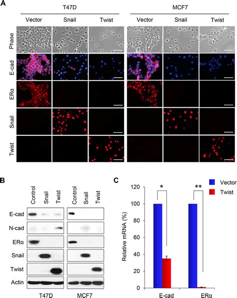 Overexpression Of Snail Or Twist Induces Emt In T D And Mcf Cells