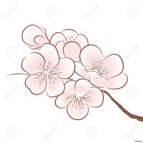 Cherry Blossom Flower Drawing At Getdrawings Free Download