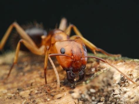Ant Portraits Reveal How Diverse And Beautiful These Insects Are