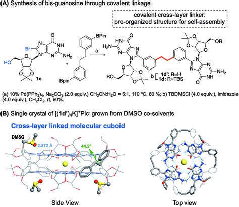 (A) Synthesis of bis-guanosine derivatives. (B) Single crystal ...