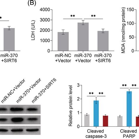 Overexpression Of Silencing Information Regulatory Protein Sirt