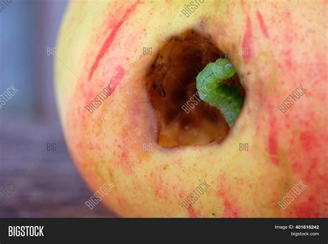 Green Worm Eating Image & Photo (Free Trial) | Bigstock