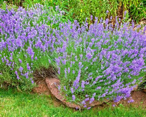 Drought Tolerant Plants Summer Survivors Complete Gardening