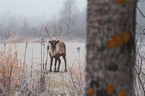 Reindeer Is Looking At The Photographer Who Wanted To Hide Behind A