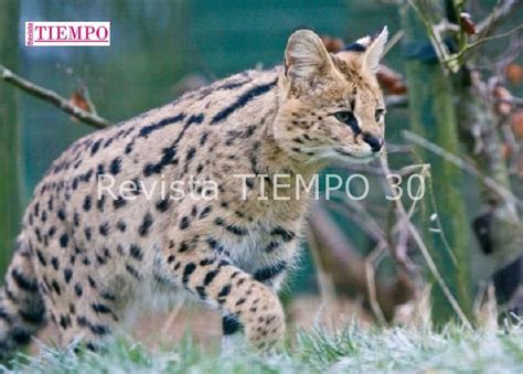 Los Gatos Mas Sorprendentes Del Mundo Revista Tiempo