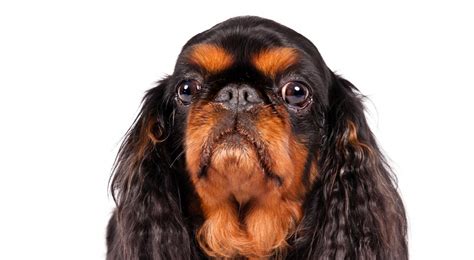 Everything About Your English Toy Spaniel Luv My Dogs