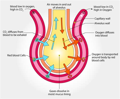 What are the structure and function of alveoli?