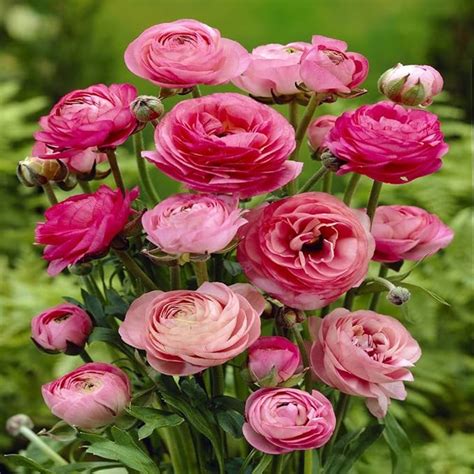 Ranunculus Asiaticus Pink Flower Bulbs Amazon Co Uk Garden