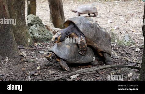 Tortoise mating Stock Videos & Footage - HD and 4K Video Clips - Alamy