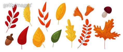 Vector Autumn Leaves Set Isolated On White Background Maple Oak