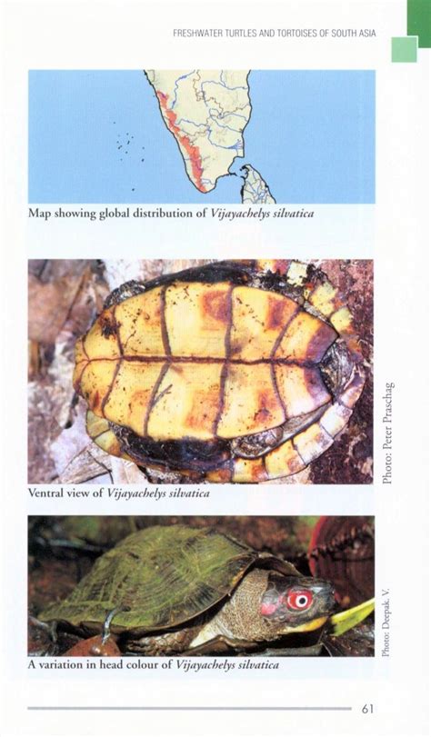 Freshwater Turtles Tortoises Of South Asia NHBS Field Guides