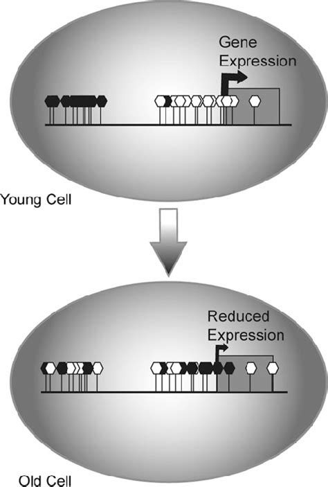 Changes in DNA methylation during aging. Cells undergo a methlylation ...