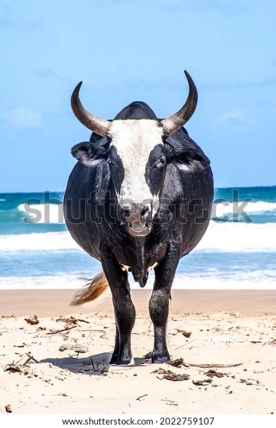 Nguni Cows On Beach Transkei South Stock Photo 2022759107 Shutterstock