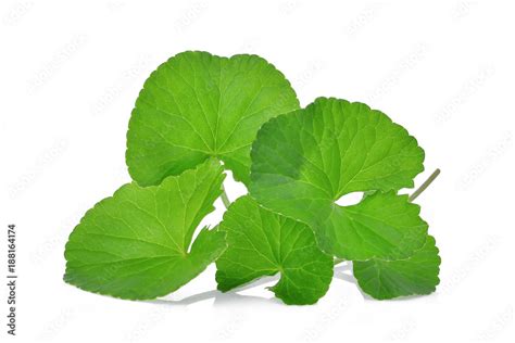 Green Leaves Of Centella Asiatica Asiatic Pennywort Centella Asiatica