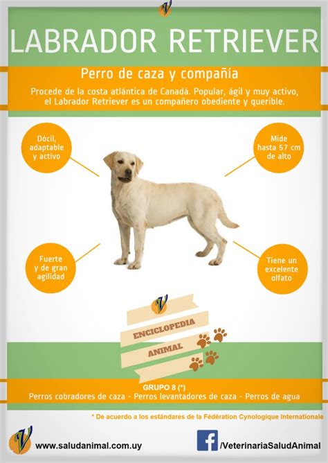 Labrador Retriever Enciclopedia Animal