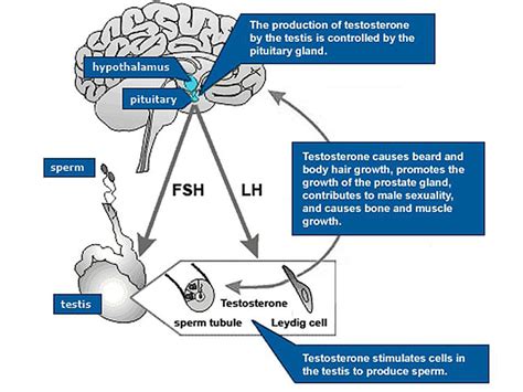 What Are Normal Testosterone Levels For A Man Full Chart And Guide