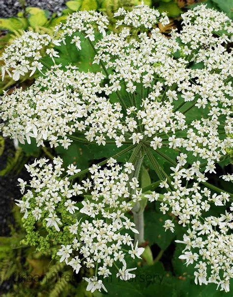 Heracleum Lanatum Urban Tree Farm Nursery