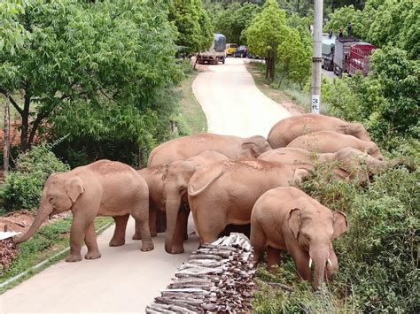 China S Wandering Elephants Approach Traditional Habitat In Yunnan Ukrainian News