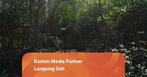 Menikmati Wisata Sensasi Forest Healing Di Hutan Mangrove Petengoran