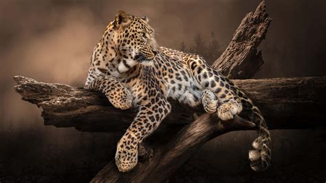 Leoparden Tier Hintergrundbilder