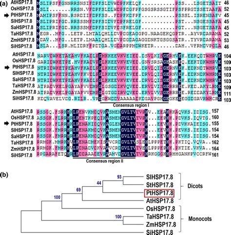 Protein Sequence Multiple Alignment Of PtHSP17 8 With Its Orthologous