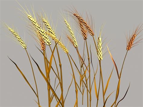 Nature Wheat 3d Model Maya Files Free Download Cadnav