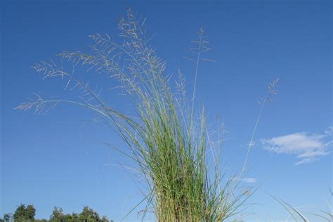 Eragrostis Curvula Weeping Lovegrass Cabi Compendium