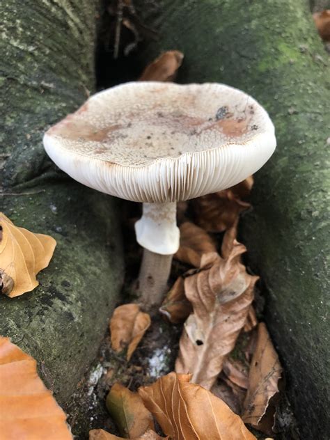 Perlpilz Amanita Rubescens Perlpilz Amanita Rubescens Flickr