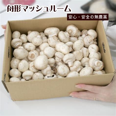 【只今発送中】山形県舟形町産「マッシュルーム」バラ詰め1kg《冷蔵便》《ご家庭用》《リピート率