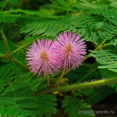 Мимоза Стыдливая (Mimosa pudica): купить 5 семян с доставкой на Tropics ...