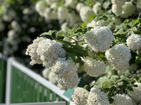 Калина обыкновенная (Viburnum opulus `Roseum`) - Калина обыкновенная ...
