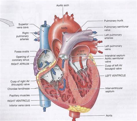 Cardiovascular Flashcards Quizlet