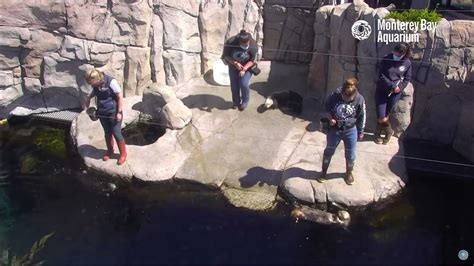 Live Sea Otter Cam Feedings Monterey Bay Aquarium Youtube