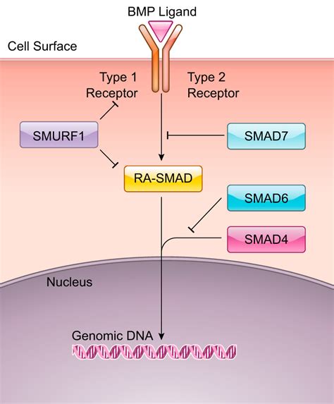 BMP Signaling Pathway