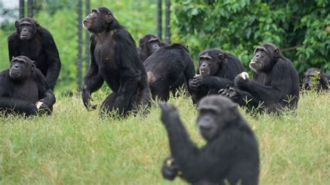 Monkeys vs Apes: How are they different? - PASA