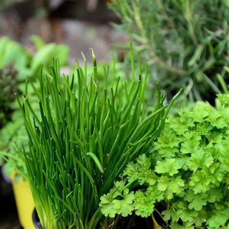 7 Ways to Dry Herbs - The Purposeful Pantry