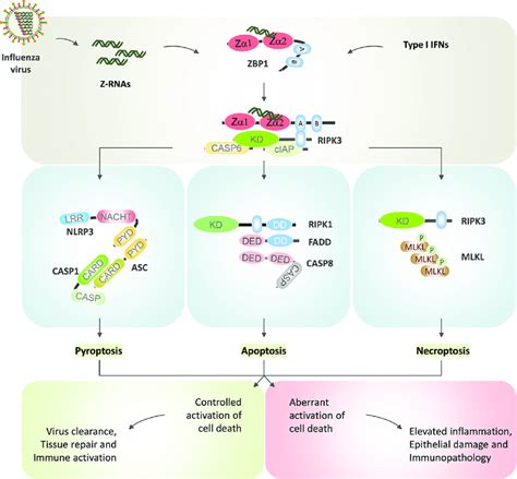 Zbp1 Activation Cell Death And Inflammation During Iav Infection Iav