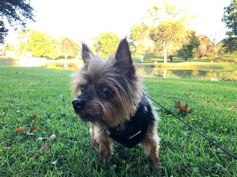 Happy Thursday Throwing It Back To When Hooman Took Me To The Park I