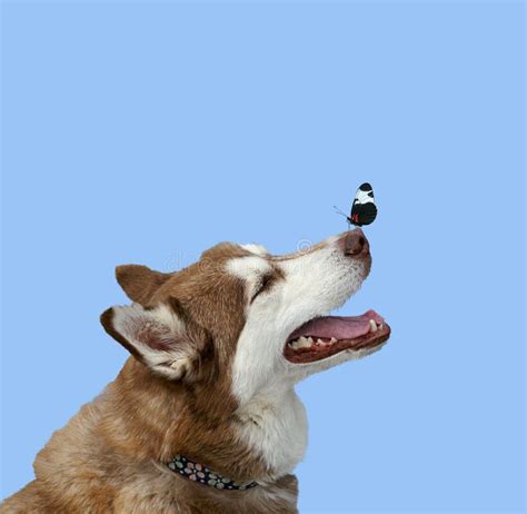 Dog with Butterfly on His Nose Stock Image - Image of cute, happy: 195055959