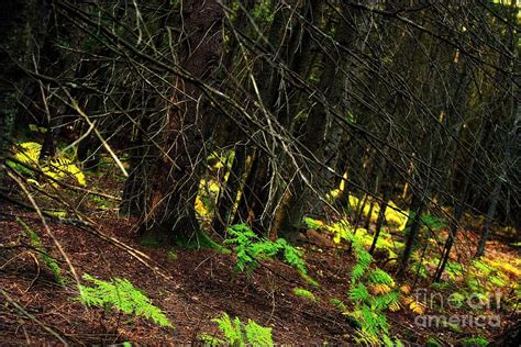 Forest Photograph By Upper Peninsula Photography Fine Art America