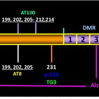 Schematic Representation Of The Functional Domains Of The Longest Tau