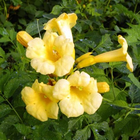 Campsis Radicans Yellow Trumpet Bignone De Virginie à Fleurs Jaune Dor