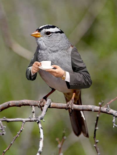 Birds With Arms Is His Time Rbirdswitharms