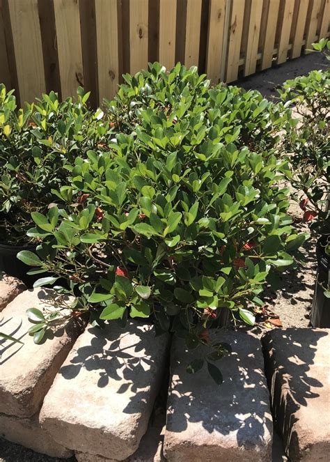 'CLARA' INDIAN HAWTHORN 3G- GROWERS OUTLET WILLIS, TEXAS - Growers