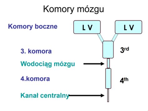 Fiszki Egzamin biologia 1 budowa układu nerwowego tkanka i