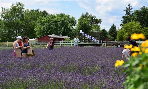 Get Lost In This Beautiful Lavender Farm In Maryland Lavender Farm