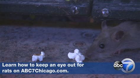 Orkin Names Chicago Rattiest City In Us For 3rd Year In A Row Abc7 Chicago