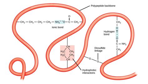 Protein Structure Introduction To Chemistry