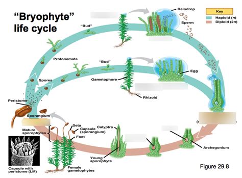 Bryophyta life cycle Diagram | Quizlet